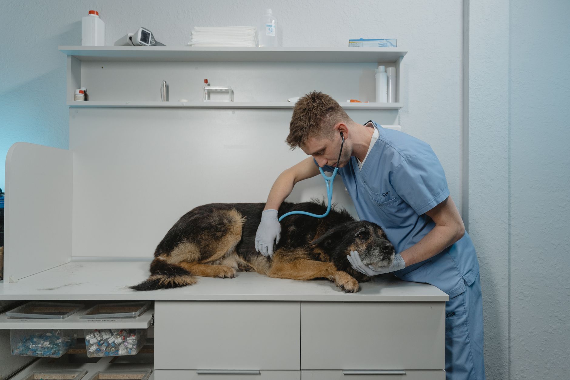Imagem ilustrativa: Um veterinário vestido com scrubs examina um cachorro usando um estetoscópio em uma clínica.
