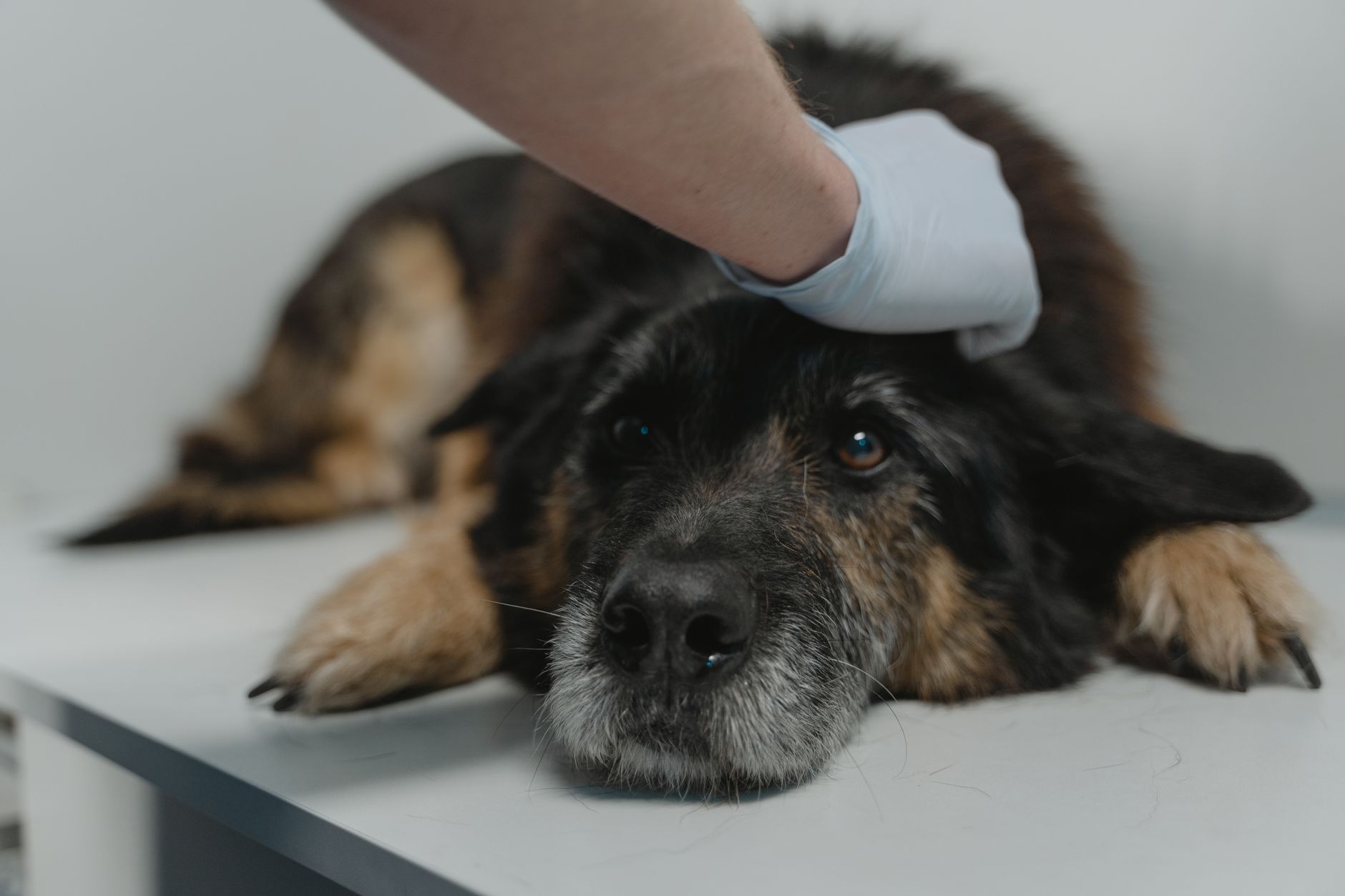 Imagem ilustrativa: Cão deitado na mesa de atendimento sendo examinado por veterinário de luvas