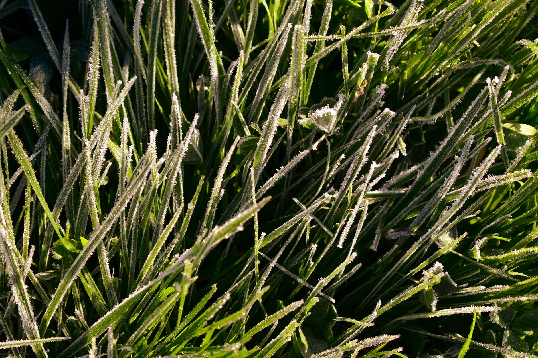 Imagem ilustrativa: Close-up de grama orvalhada com cristais de gelo em um ambiente natural ao ar livre.