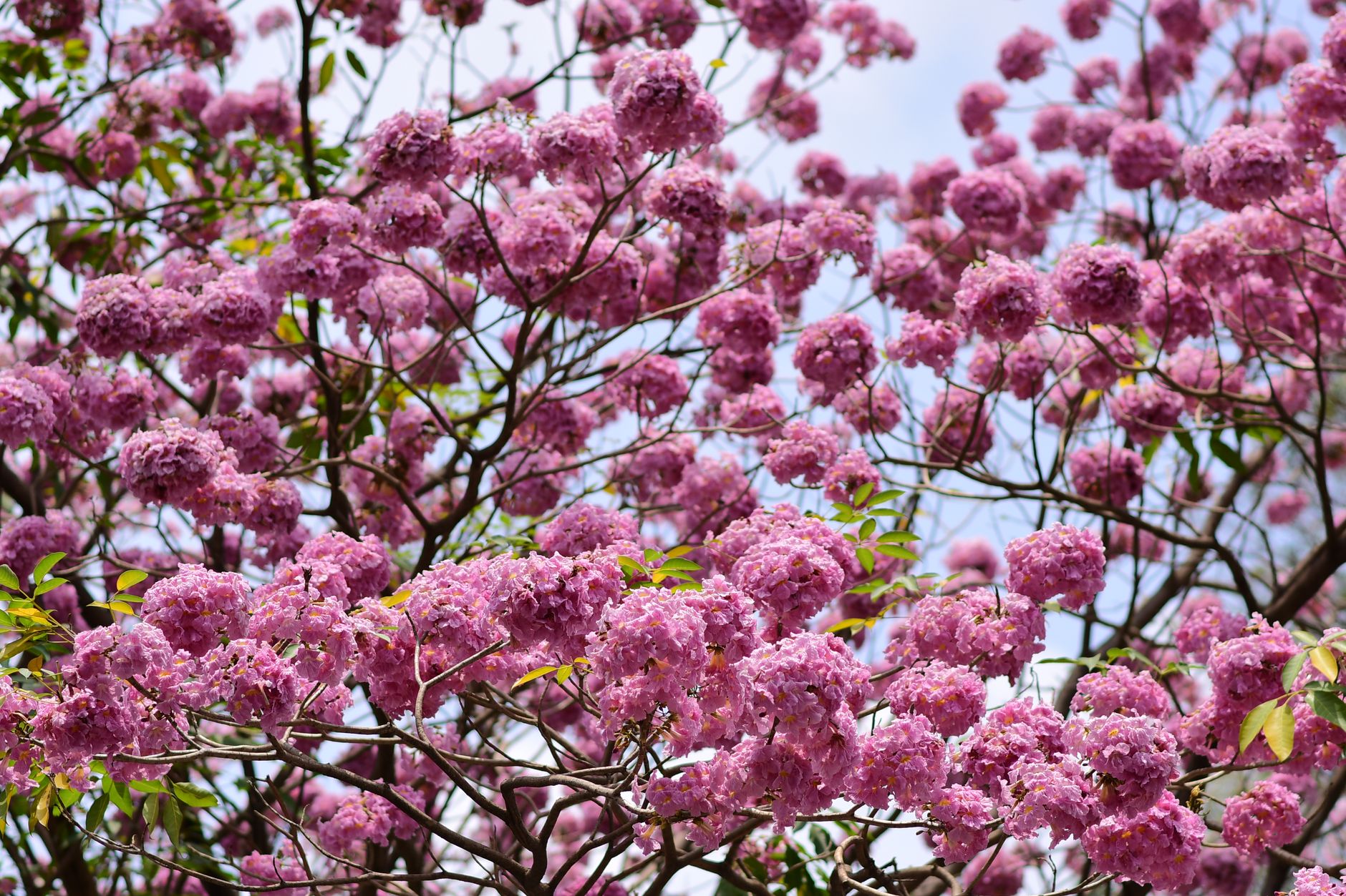 Imagem ilustrativa: Beautiful pink blossoms of Tabebuia tree in full bloom, captured on a bright spring day.