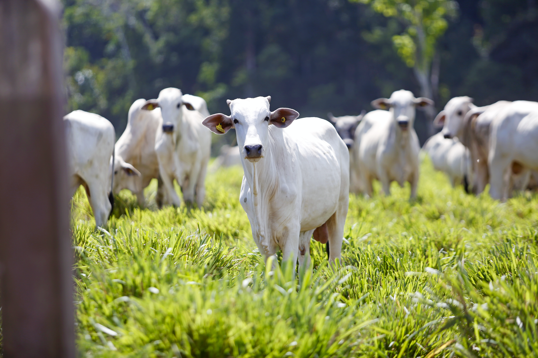 Imagem ilustrativa: Gado branco pasta pacificamente em um campo verdejante em Paragominas, Brasil, exibindo uma vida pastoral idílica.