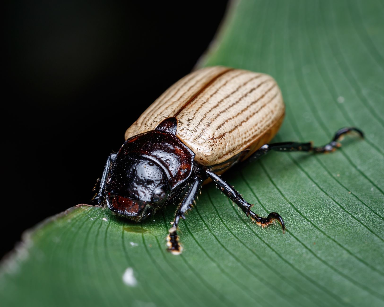 Imagem ilustrativa: Detailed macro shot of a striped beetle on a green leaf, highlighting its textured shell and natural habitat.