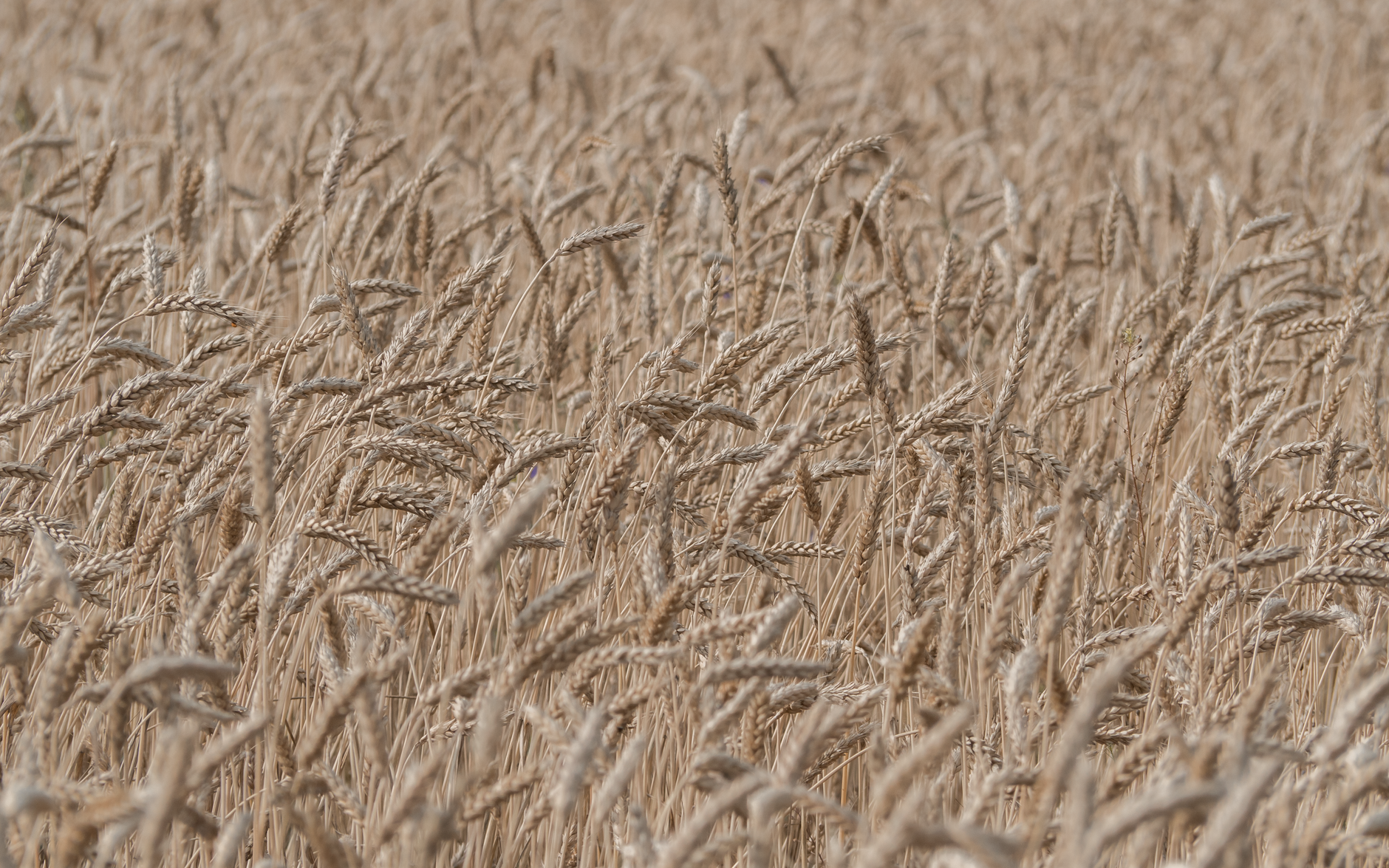 Imagem ilustrativa: Imenso campo dourado de trigo sob céus claros, cena agrícola ideal de verão.