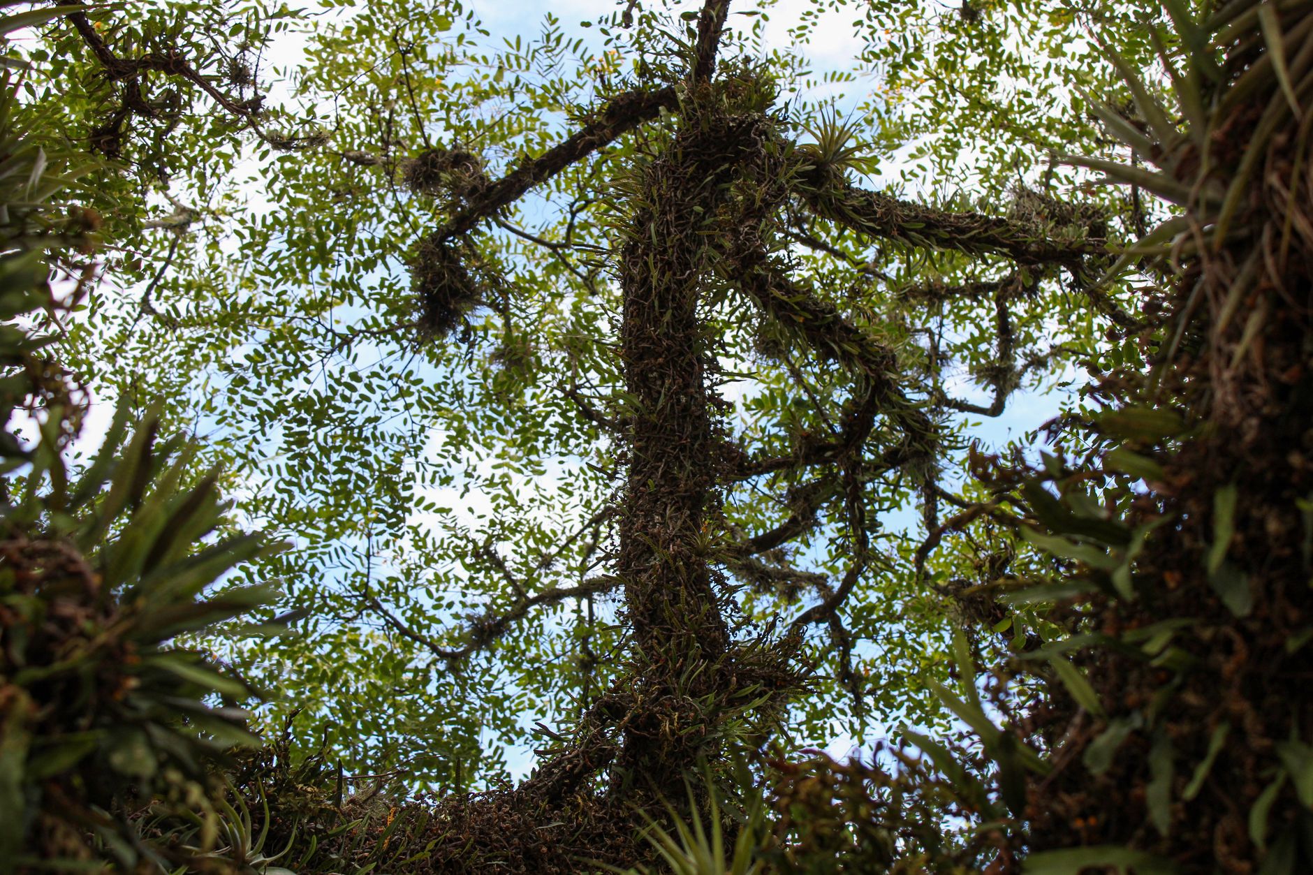 Imagem ilustrativa: Uma visão de plantas trepadeiras exuberantes envolvendo galhos de árvores contra o céu em um denso ambiente florestal.